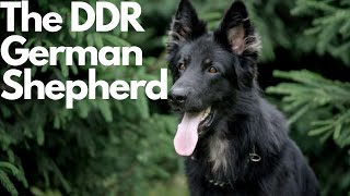 DDR German Shepherd Everything You Need to Know [upl. by Melly1]