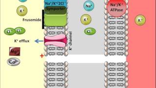 Frusemide  Mechanism of Action [upl. by Hanley284]