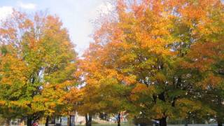 Taizé  Laudate Omnes Gentes [upl. by Essex]