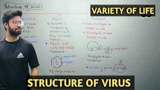 Structure of virus  Class 11 Biology [upl. by Ahsaei]