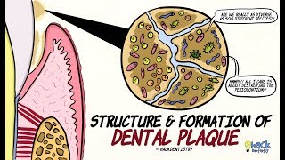 Dental Plaque Structure and Formation [upl. by Areemas]