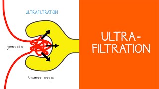 21 Renal Ultrafiltration [upl. by Pierrepont]