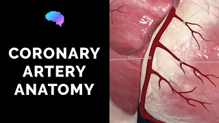 Coronary Artery Anatomy 3D Anatomy Tutorial  UKMLA  CPSA  PLAB 2 [upl. by Ettenrahc]