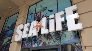 Sea Life Centre Manchester  Full Tour [upl. by Ardath]