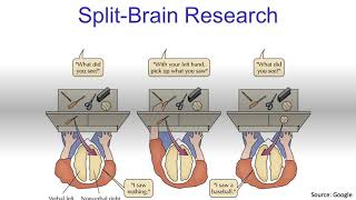 Split Brain SyndromeExplained [upl. by Ralyks]