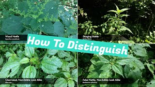 Nettle Identification [upl. by Nickles129]