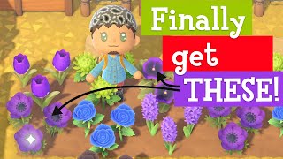 FASTEST way to get Purple Pansies and Windflowers in ACNH [upl. by Ron]