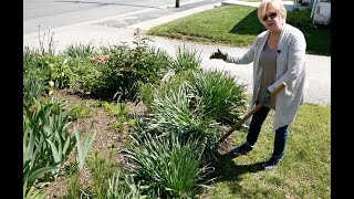 Transplanting Daffodils  Green Thumb Series [upl. by Stacy]