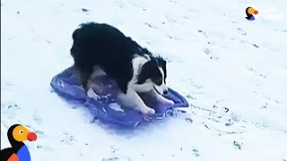 Smart Dog Takes Herself Sledding  The Dodo [upl. by Burgess]