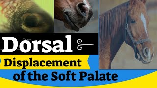 Dorsal Displacement of the Soft Palate Examination [upl. by Dang]