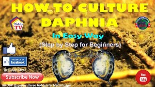 HOW TO CULTURE DAPHNIA In Easy Way [upl. by Enoob594]