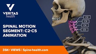 Spinal Motion Segment C2C5 Animation [upl. by Preiser]