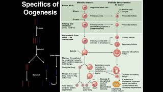 Genetics  Process of Oogenesis [upl. by Eintruok129]