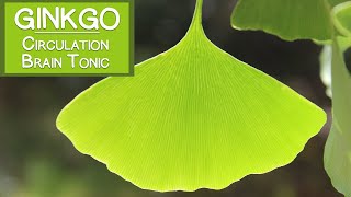 Ginkgo Biloba Leaf Circulatory Stimulant and Brain Tonic [upl. by Roma]