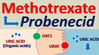 Methotrexate and Probenecid drug interaction [upl. by Ataliah]