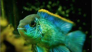 Electric Blue Acara video Fincasters Episode 29 Electric Blue Acara [upl. by Tail]