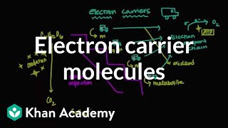 Electron carrier molecules  Biomolecules  MCAT  Khan Academy [upl. by Hibbert]