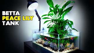 Aquascape Tutorial Peace Lily Betta Fish Aquarium How To Step By Step Planted Tank Guide [upl. by Eitsyrk]