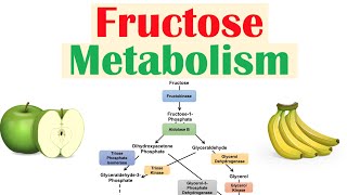 Fructose Metabolism Absorption Fructolysis Regulation and Role in Obesity [upl. by Derry]