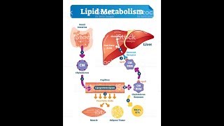 LIPID METABOLISM Biochemistry Session 1Lipid Digestion [upl. by Farly]