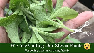 Gardening Tips on Growing Stevia How to Grow Stevia [upl. by Ettelorahc364]