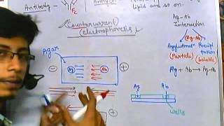 Immunoelectrophoresis counter current [upl. by Llerehs]