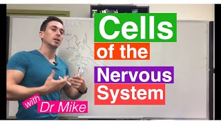 Cells of the Nervous System Neurons and Glia [upl. by Tteraj]