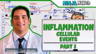 Immunology  Inflammation Cellular Events Part 2 [upl. by Elyl]