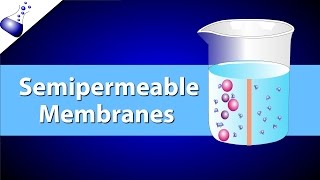 The Semipermeable Membrane [upl. by Hanni]