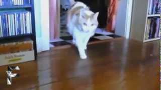 Compilation de Chats qui parlent [upl. by Dawson]