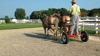 5 yr old Haflinger gelding team driving early August [upl. by Jochbed494]