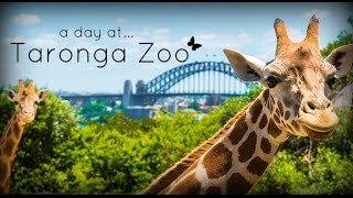 Taronga Zoo Sydney Australia [upl. by Witt]