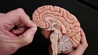 Brain Anatomy Review and Quiz [upl. by Grati]