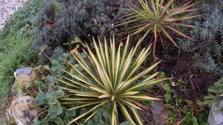 Yucca filamentosa Golden sword [upl. by Sims]