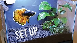 How I Set Up a Planted Betta Tank Detailed Version [upl. by Thackeray921]