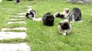 Pekingese puppies in the garden [upl. by Leggat]