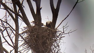 The Decorah Eagles a new nest [upl. by Otte]