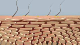 Structure of the Skin [upl. by Anoniw]