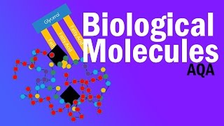 BIOLOGICAL MOLECULES  Detailed AQA Alevel Revision [upl. by Eelirem]