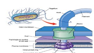 Structure amp Working of Bacterial Flagella [upl. by Farley816]