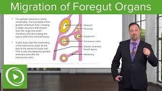 Foregut Organs Omentum amp Mesenteries – Embryology  Lecturio [upl. by Sesiom]