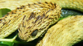 Striking Facts About Viper Snakes [upl. by Marylin]