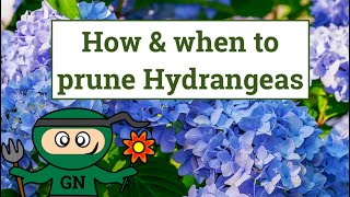 How and when to prune Hydrangeas [upl. by Htilil]