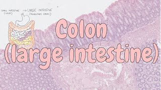 Colon large intestine  digestive system histology [upl. by Airam]