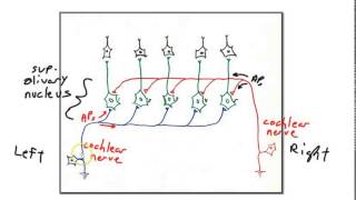 sound localization [upl. by Ahsin]