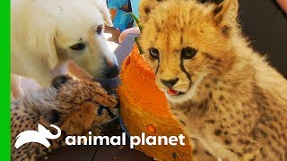 Cheetah Cubs Meet Their New Dog Best Friend  The Zoo San Diego [upl. by Arissa108]