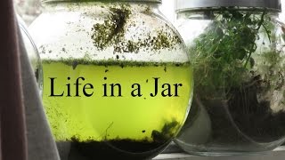 Life in a Jar a selfcontained ecosystem [upl. by Serene140]