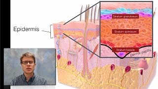 Integumentary System [upl. by Lizbeth]