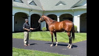 MyRacehorse quotBreeding Shedquot [upl. by Bloxberg]