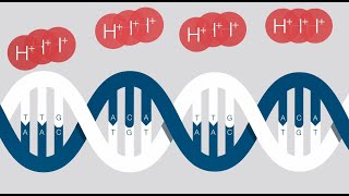 Ion Torrent Nextgeneration Sequencing [upl. by Frederick]